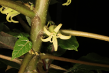 Vasconcellea pubescens RCP6-2020 (147).JPG